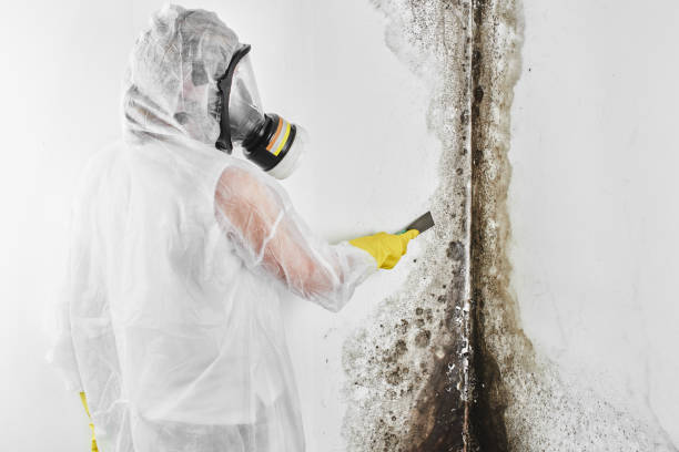 Best Commercial Mold Removal  in Mather, CA