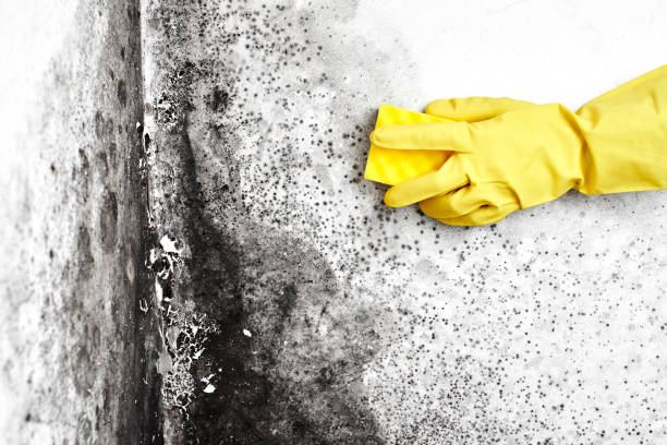 Crawl Space Mold Removal in Mather, CA