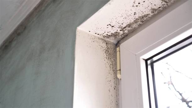Best Fast Mold Removal  in Mather, CA