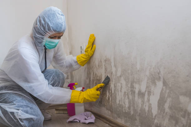 Best Black Mold Removal  in Mather, CA