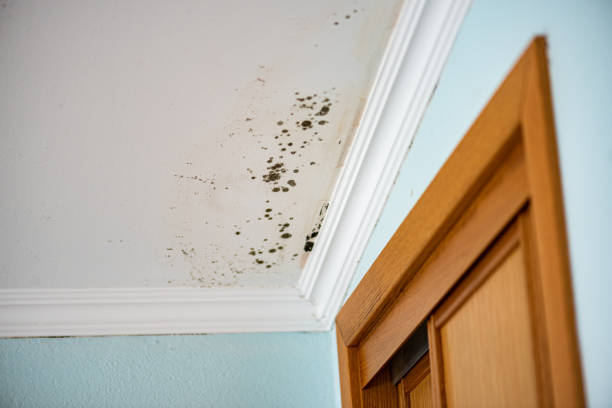 Best Crawl Space Mold Removal  in Mather, CA