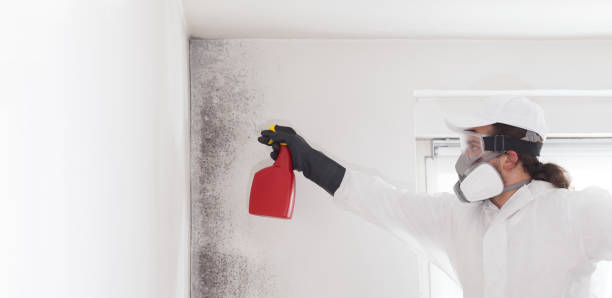 Best Black Mold Removal  in Mather, CA