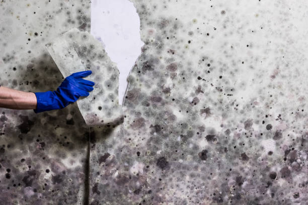 Best Best Mold Removal Companies  in Mather, CA